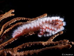 This photo is of a Bearded Fireworm found while diving on... by Steven Anderson 
